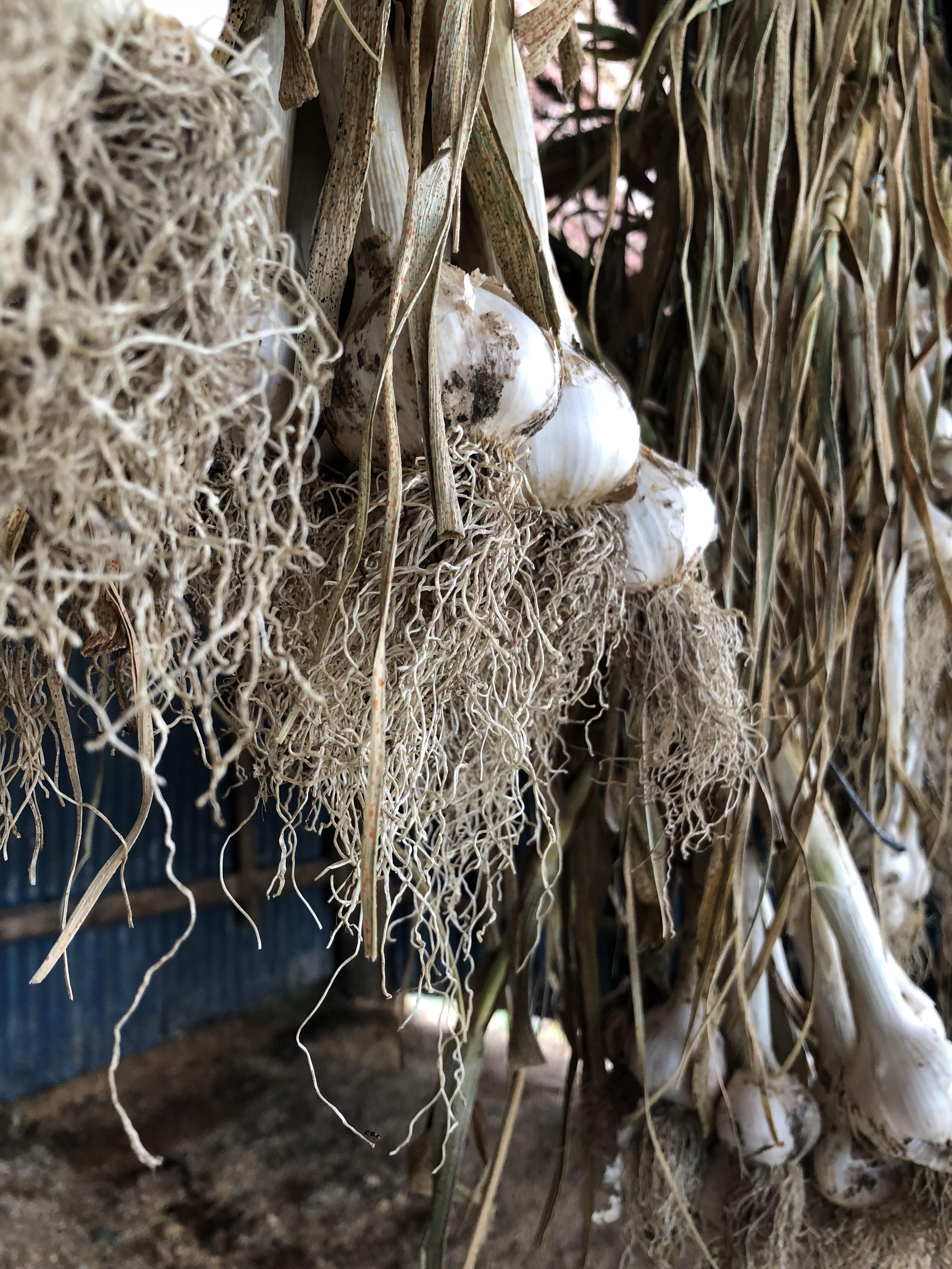 Love Song for a Vampire